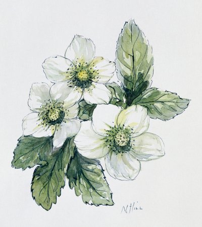Christmas Rose by Nell Hill
